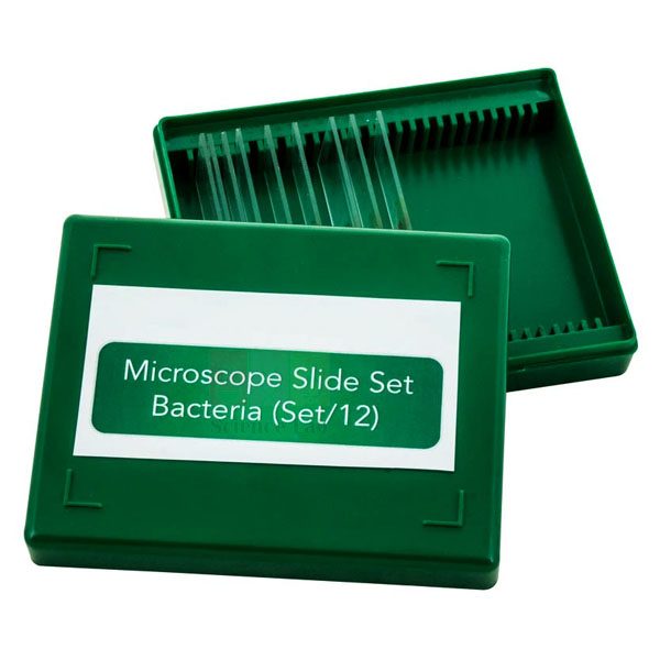 Bacteria slide Set of 12